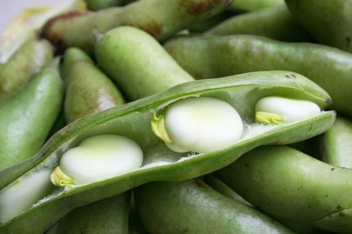 Raccolta orto giugno