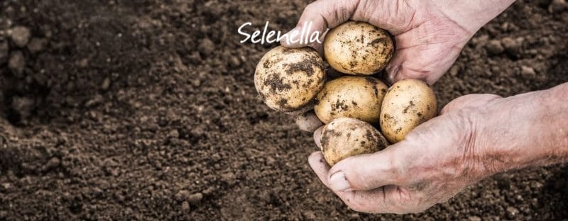 Quando raccogliere le patate novelle Quando raccogliere le patate novelle - Il Blog di Selenella