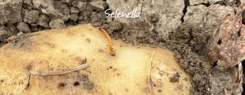 Elateridi o ferretti delle patate, come si eliminano? - Il Blog di Selenella