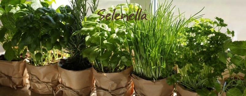 5 erbe aromatiche da coltivare e usare in cucina 5 erbe aromatiche da coltivare e usare in cucina - Il Blog di Selenella