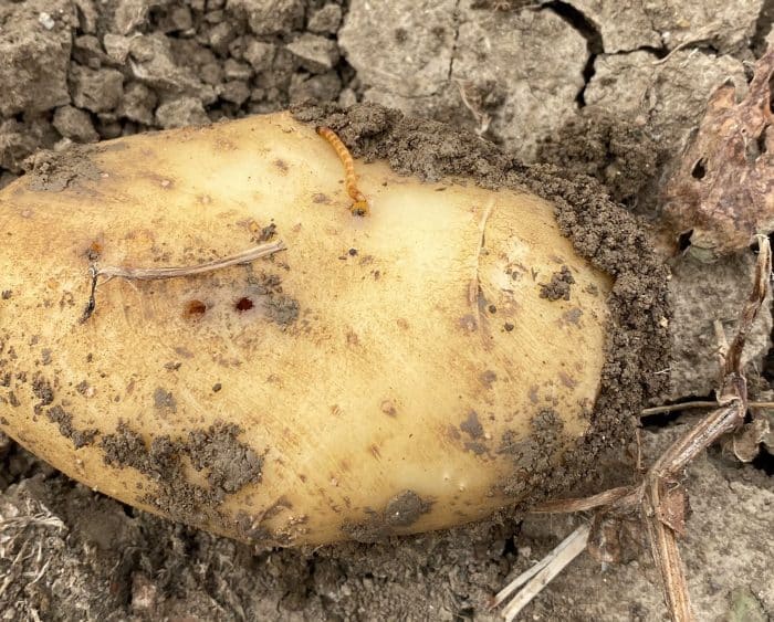 Ferretti patate