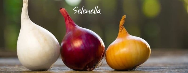 Alla scoperta delle cipolle in Italia Alla scoperta delle cipolle in Italia - Il Blog di Selenella