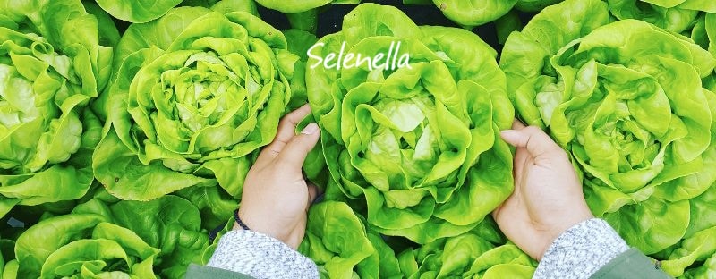 I lavori da fare a luglio nell’orto I lavori da fare a luglio nell’orto - Il Blog di Selenella