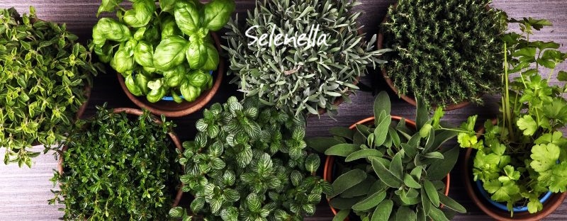 Erbe aromatiche in cucina: nomi, usi e come conservarle - Il Blog di Selenella
