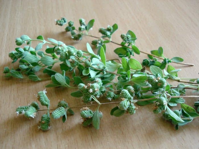 Origano in cucina