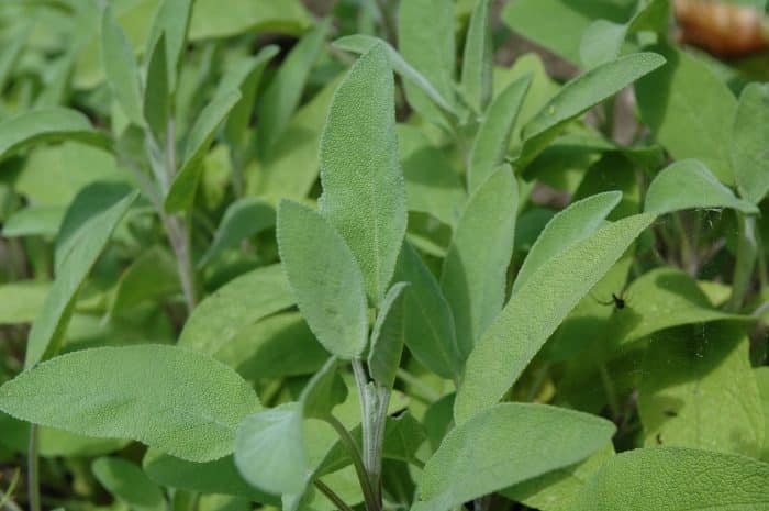 Salvia in cucina