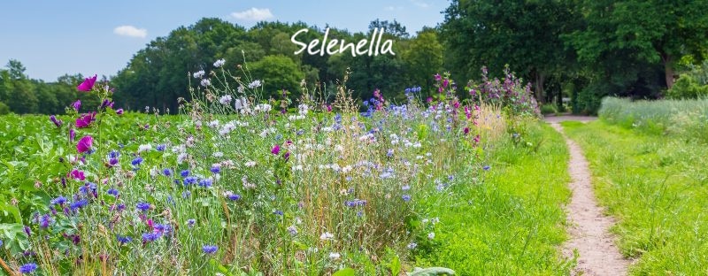 Biodiversità e patate: il valore nel nostro piatto Biodiversità e patate: il valore nel nostro piatto - Il Blog di Selenella