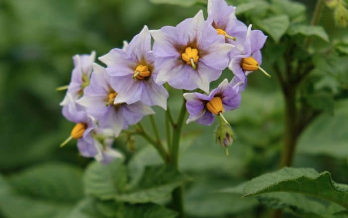 Fiore patate