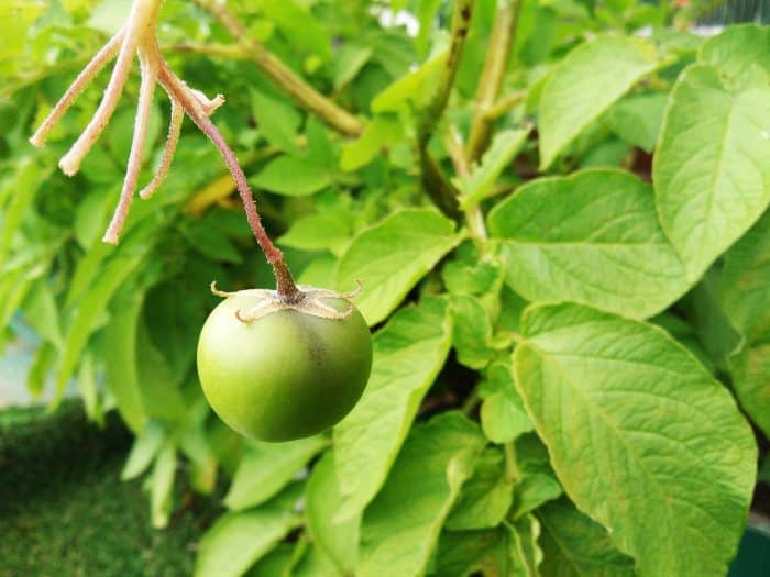 Frutti della pianta di patata