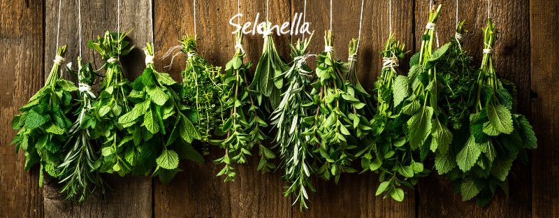 Come conservare le erbe aromatiche: idee e metodi Come conservare le erbe aromatiche: idee e metodi - Il Blog di Selenella
