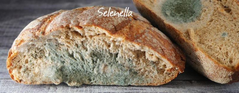Perché il cibo si deteriora? Cause e conservazione degli alimenti - Il Blog di Selenella