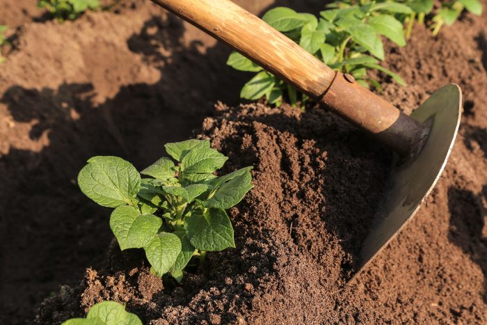 Patate futuro agricoltura